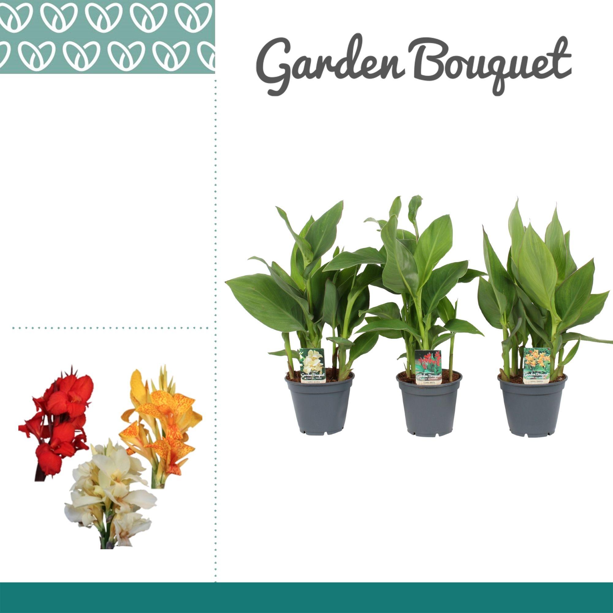 Горшечные цветы и растения оптом Canna Mix No Flower от 6шт из Голландии с доставкой по России