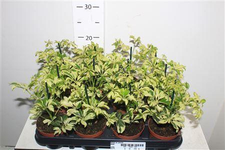 Горшечные цветы и растения оптом Scheffelra Janine от 12шт (для телеги) из Голландии с доставкой по России