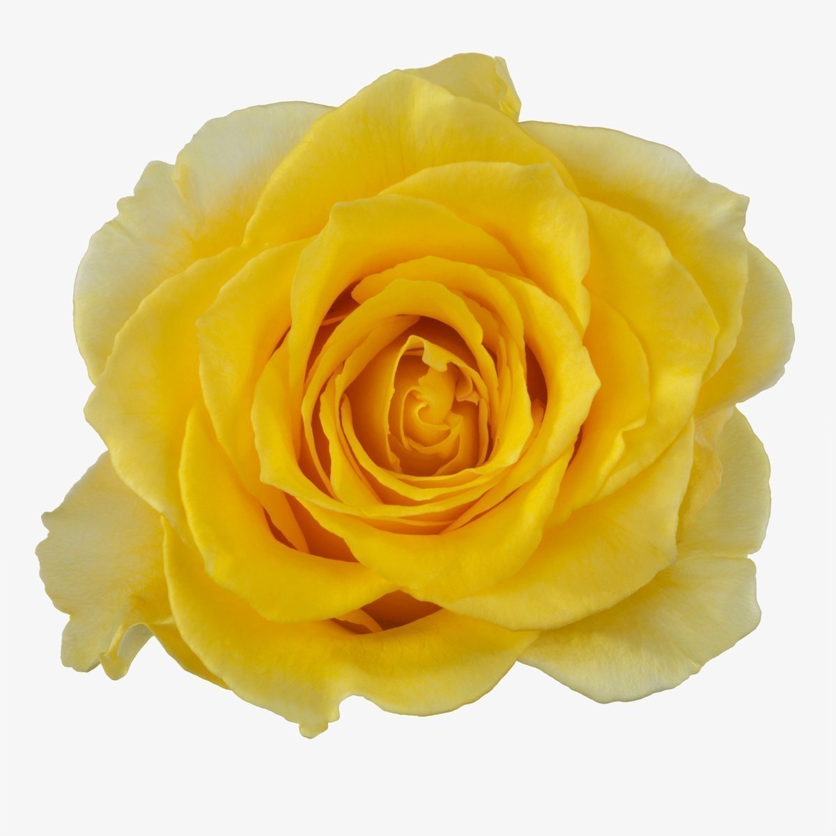 Срезанные цветы оптом Rosa large palmares! от 40шт из Голландии с доставкой по России