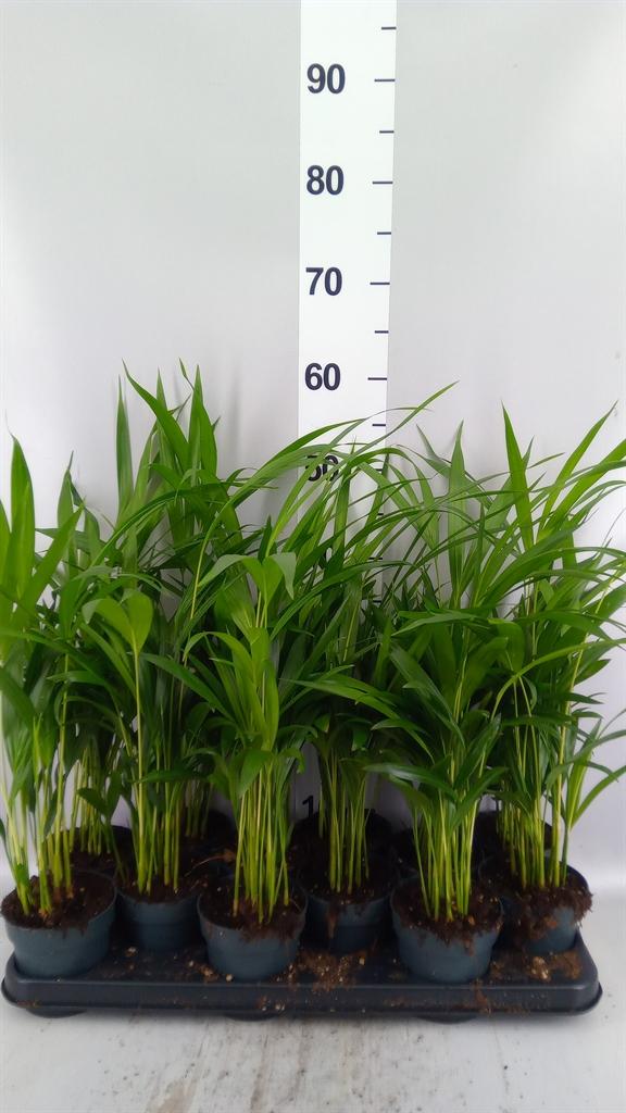 Горшечные цветы и растения оптом Dypsis Lutescens ...chrysalidoca от 12шт из Голландии с доставкой по России