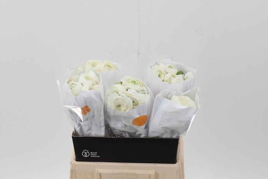 Срезанные цветы оптом Ranunculus elegance white от 50шт из Голландии с доставкой по России