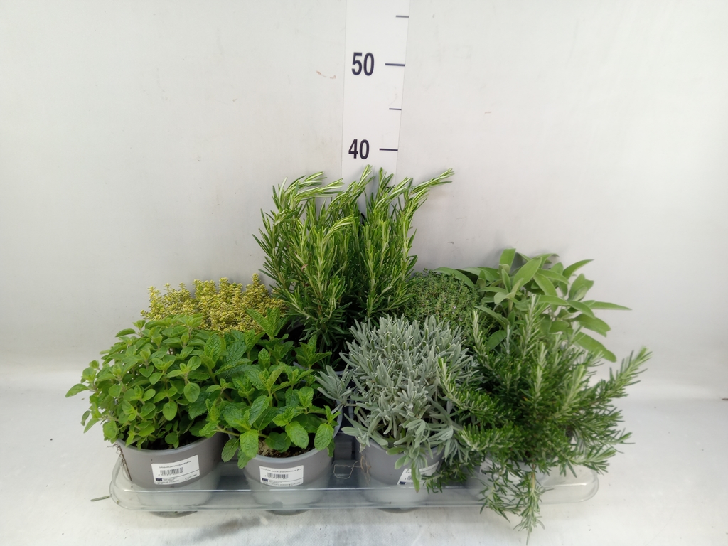 Горшечные цветы и растения оптом Tuinkruiden   ...mix от 8шт из Голландии с доставкой по России