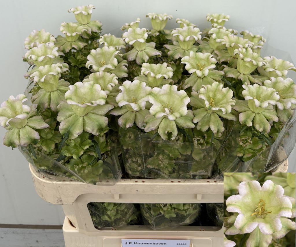 Срезанные цветы оптом Campanula evergreen pearl от 30шт из Голландии с доставкой по России