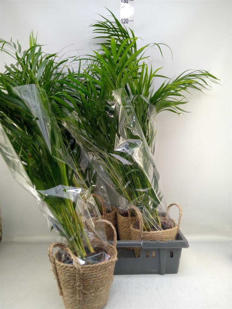 Горшечные цветы и растения оптом Dypsis Lutescens   ...chrysalidoca от 4шт из Голландии с доставкой по России