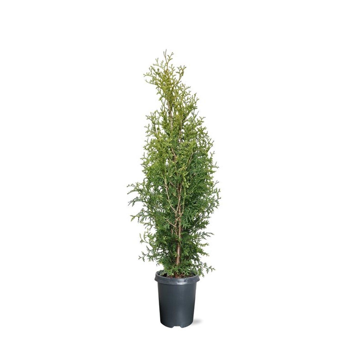 Горшечные цветы и растения оптом Thuja Occ King Of Brabant от 1шт из Голландии с доставкой по России
