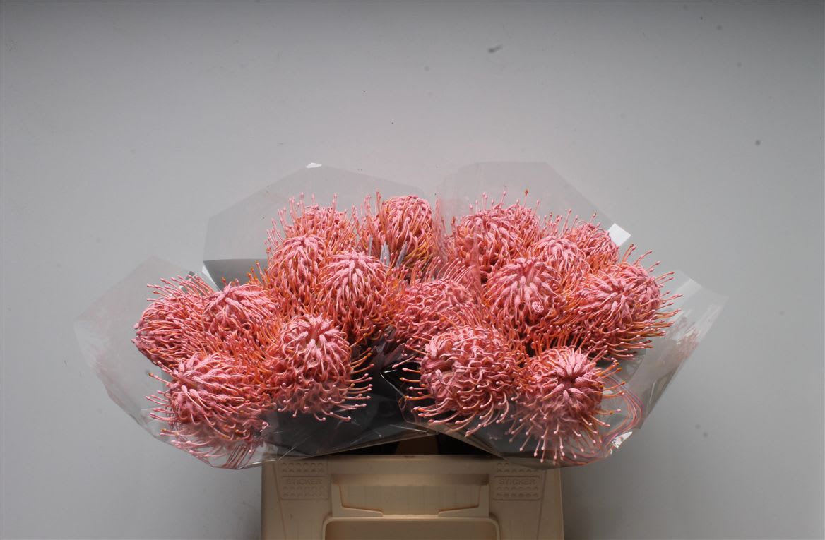 Срезанные цветы оптом Nutans paint pink light от 20шт из Голландии с доставкой по России