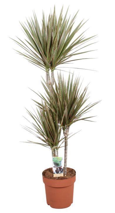 Горшечные цветы и растения оптом Drac Bicolor 60-30-15 от 1шт из Голландии с доставкой по России