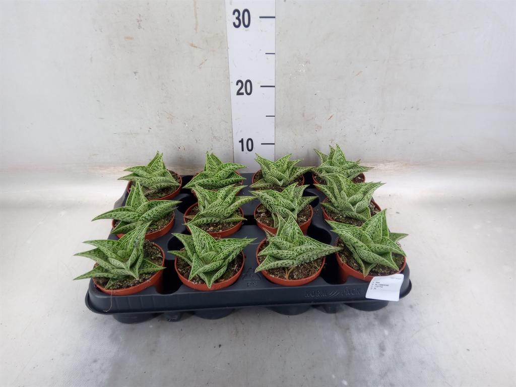 Горшечные цветы и растения оптом Aloe Variegata от 12шт (для телеги) из Голландии с доставкой по России