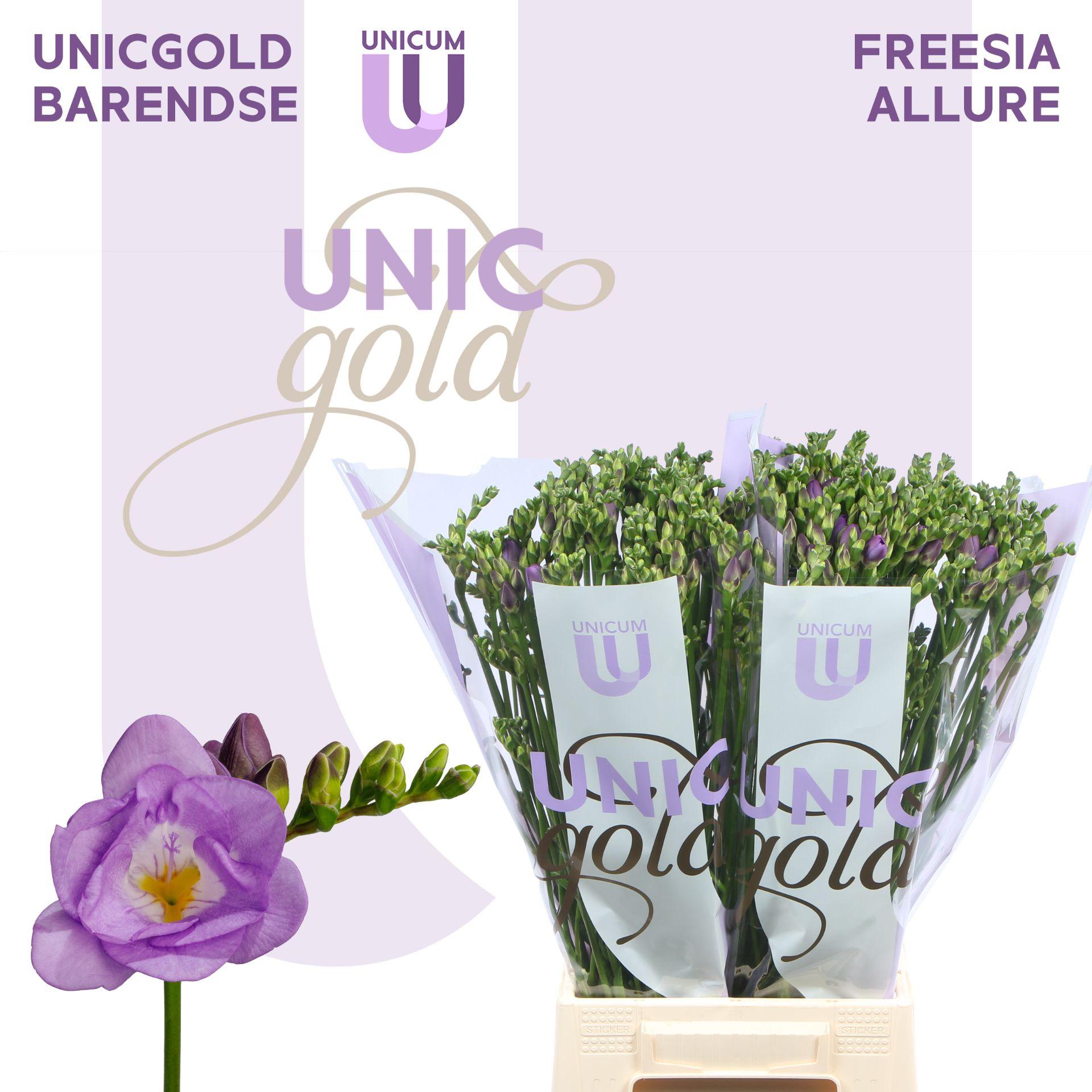 Срезанные цветы оптом Freesia do allure от 50шт из Голландии с доставкой по России