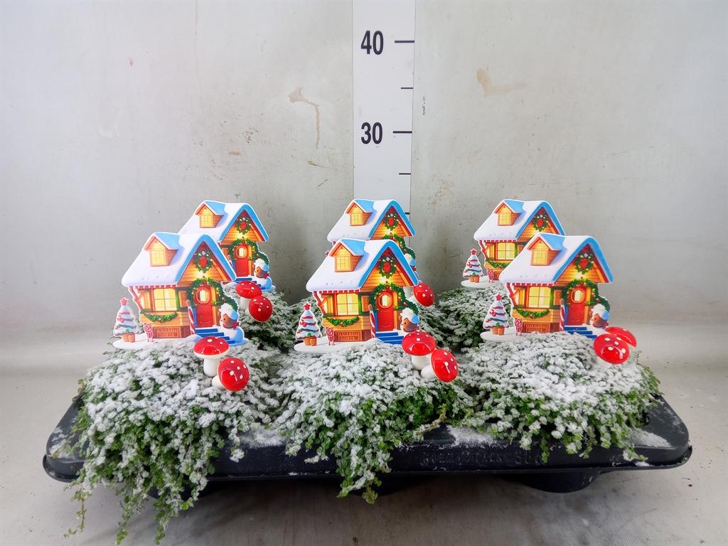 Горшечные цветы и растения оптом Soleirolia Soleirolii   ...green от 6шт из Голландии с доставкой по России