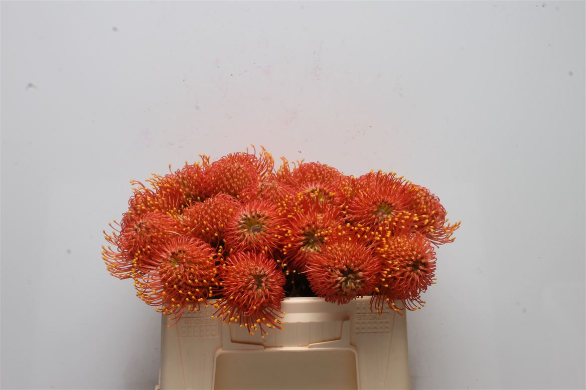 Срезанные цветы оптом Nutans gold dust от 20шт из Голландии с доставкой по России