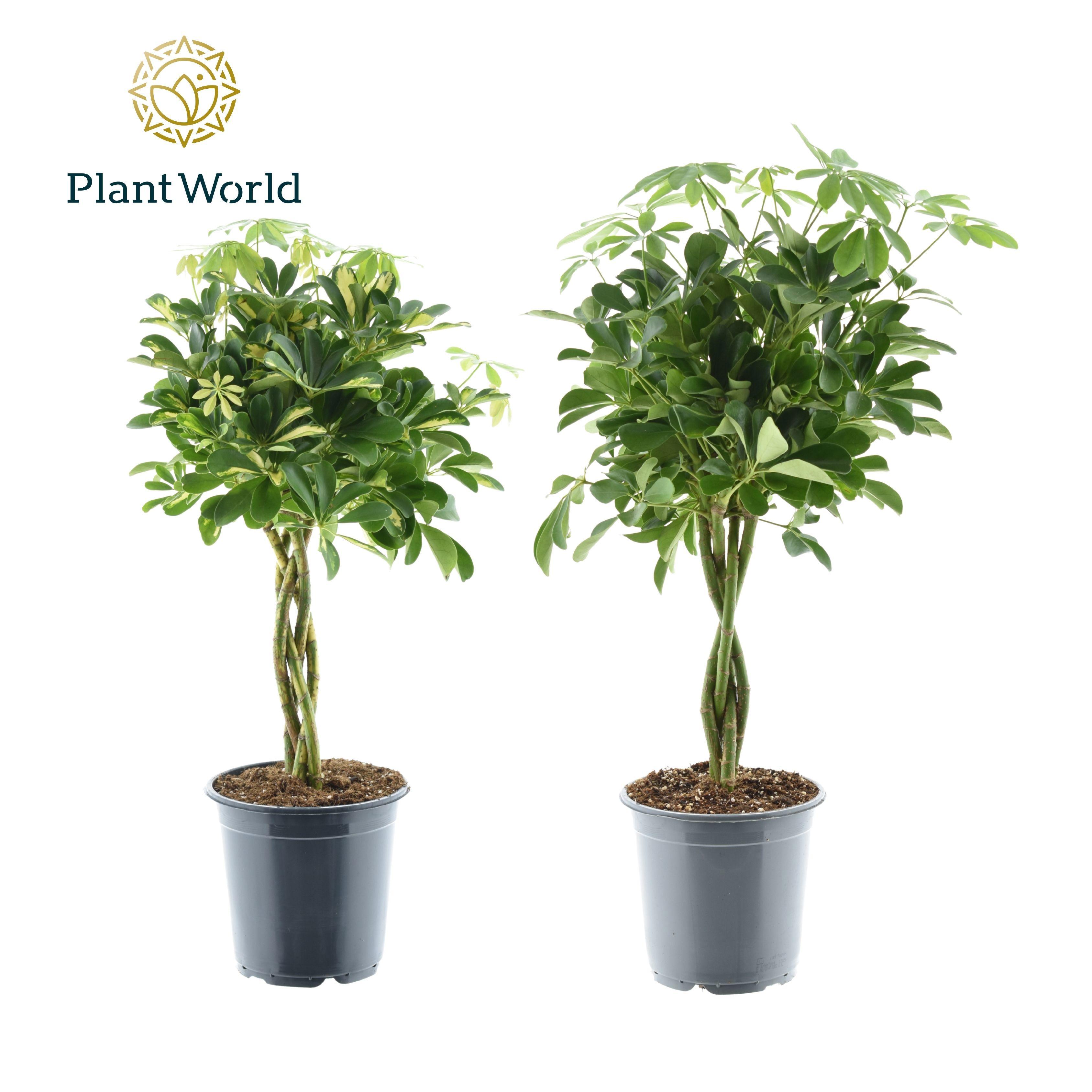 Горшечные цветы и растения оптом Schefflera Gevlochten Stam Mix от 3шт из Голландии с доставкой по России