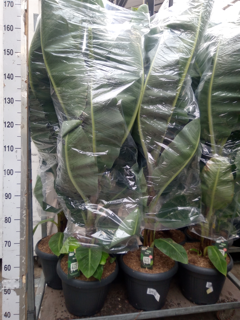 Горшечные цветы и растения оптом Musa  Dwarf Cavendish от 1шт из Голландии с доставкой по России