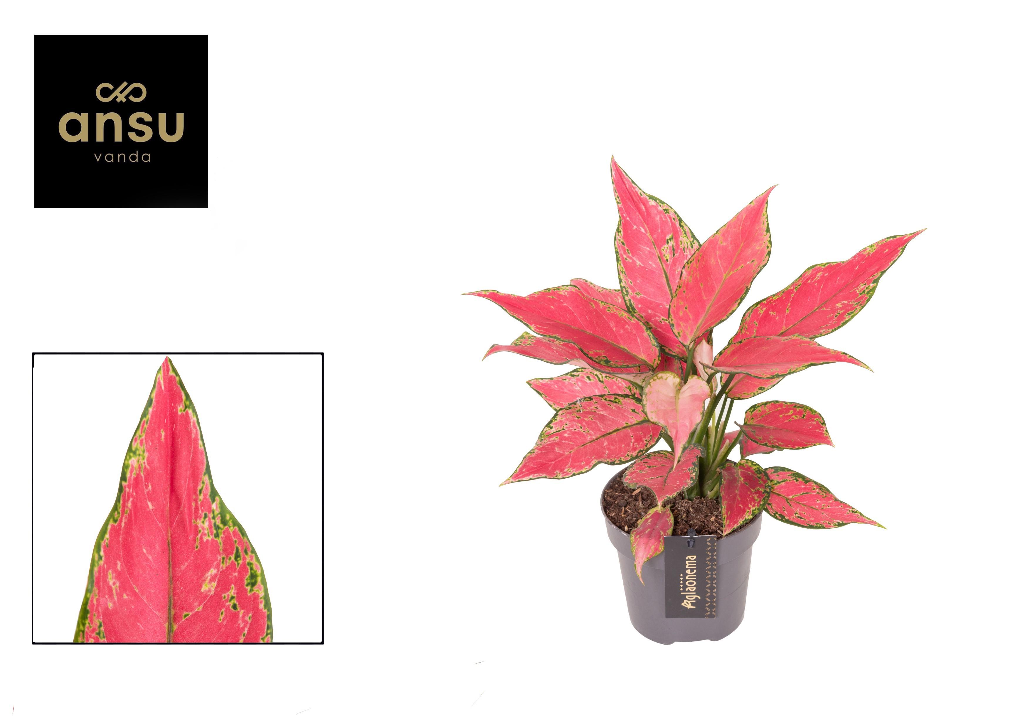 Горшечные цветы и растения оптом Aglaonema Cherry Baby от 6шт из Голландии с доставкой по России