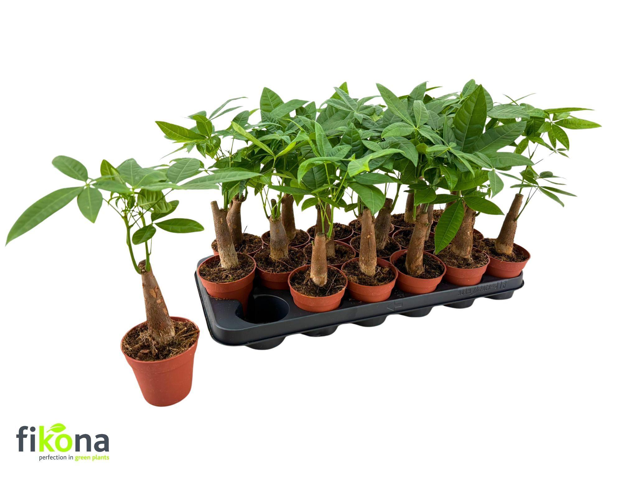 Горшечные цветы и растения оптом Pachira Aquatica от 18шт (для телеги) из Голландии с доставкой по России