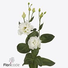 Срезанные цветы оптом Lisianthus do celeb chrystal от 60шт из Голландии с доставкой по России