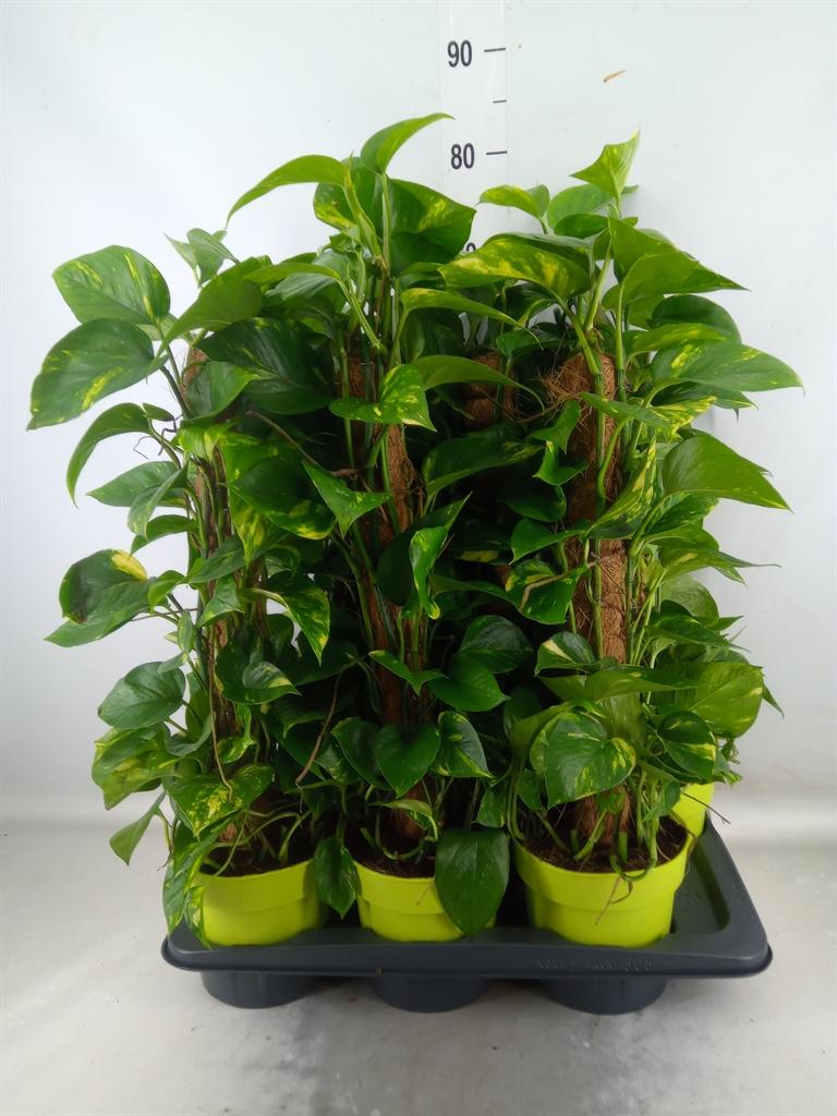 Горшечные цветы и растения оптом Epipremnum Pinn.   ...moss Stick от 6шт из Голландии с доставкой по России