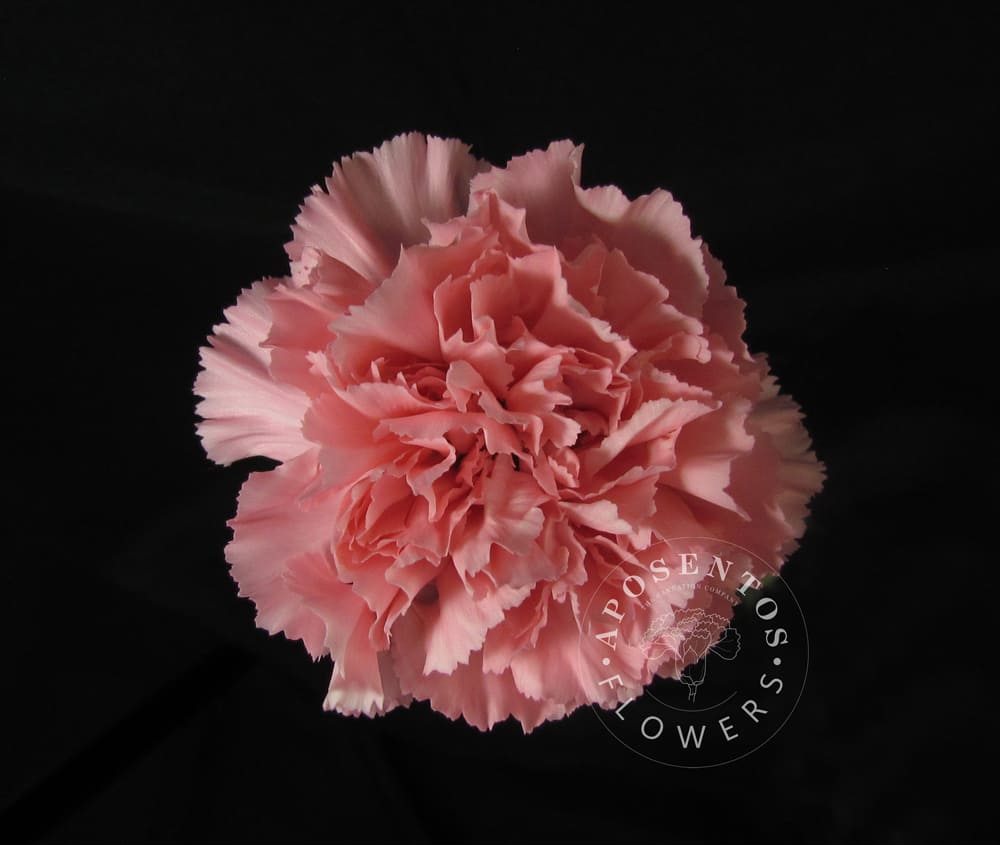 Срезанные цветы оптом Dianthus st verona от 320шт из Голландии с доставкой по России
