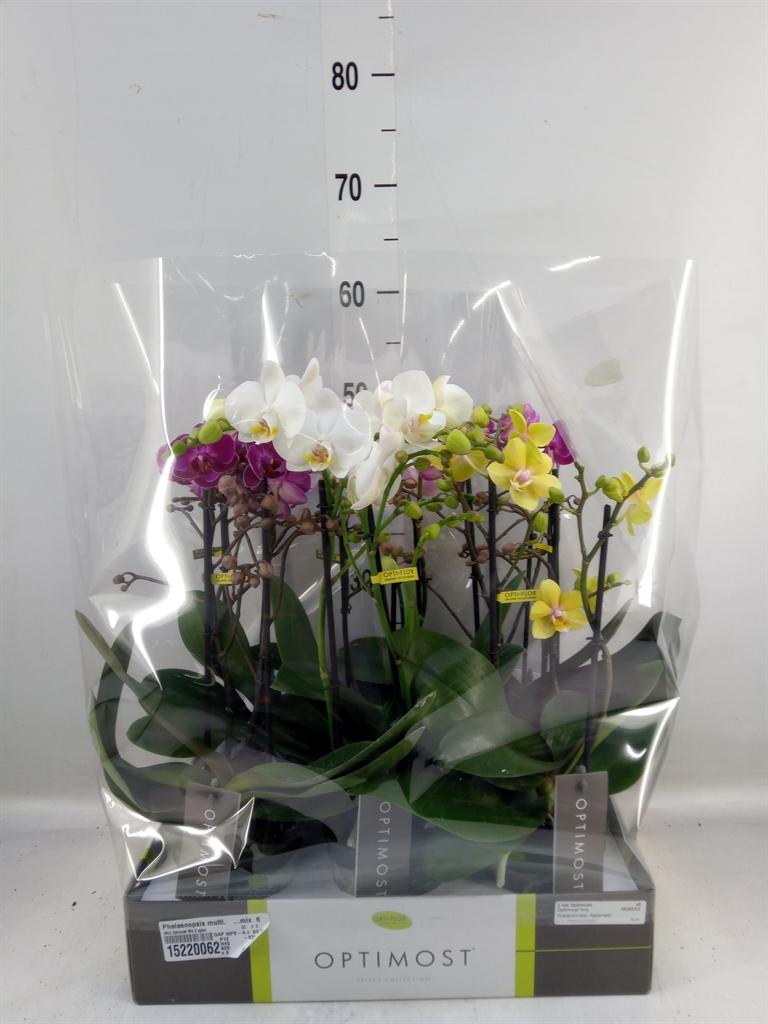 Горшечные цветы и растения оптом Phalaenopsis Multi.   ...mix  6 от 6шт из Голландии с доставкой по России