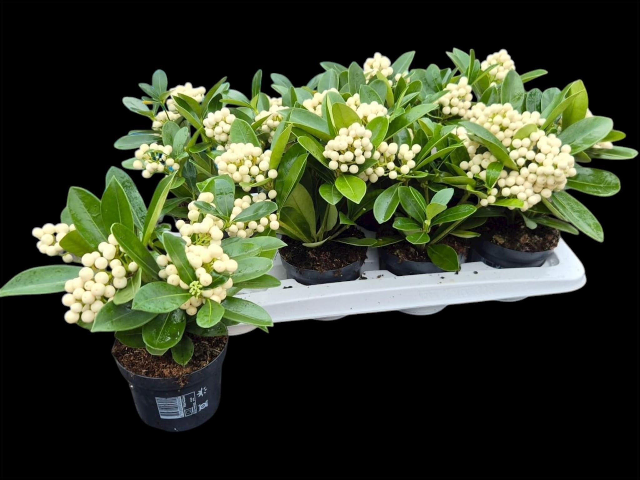 Горшечные цветы и растения оптом Skim Ja Oberries White P12 от 8шт из Голландии с доставкой по России