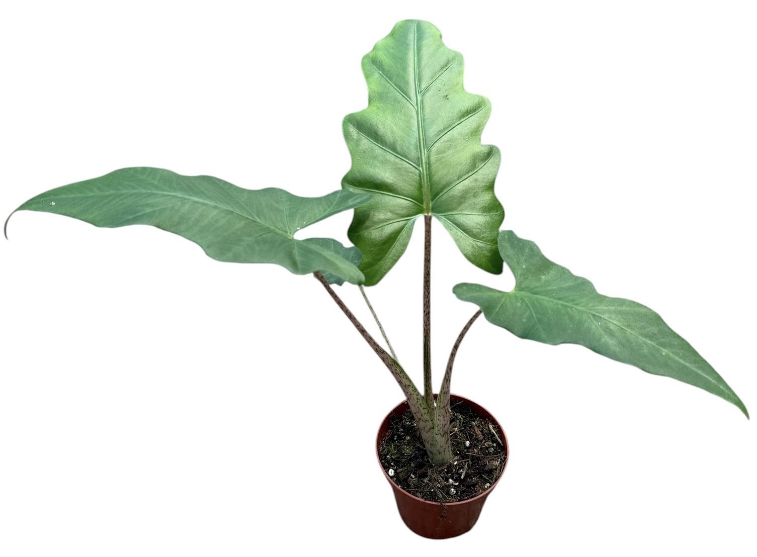 Горшечные цветы и растения оптом Alocasia Boa от 1шт (для телеги) из Голландии с доставкой по России