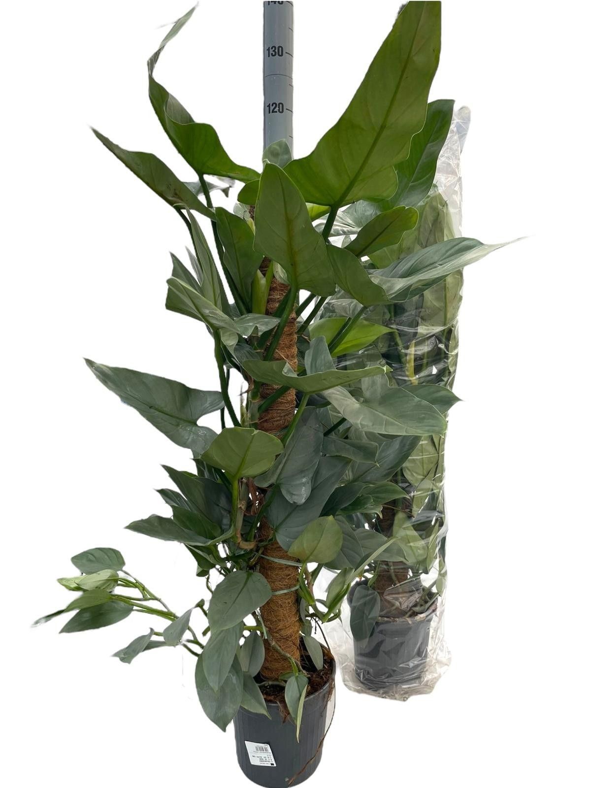 Горшечные цветы и растения оптом Phil Squamiferum от 1шт из Голландии с доставкой по России