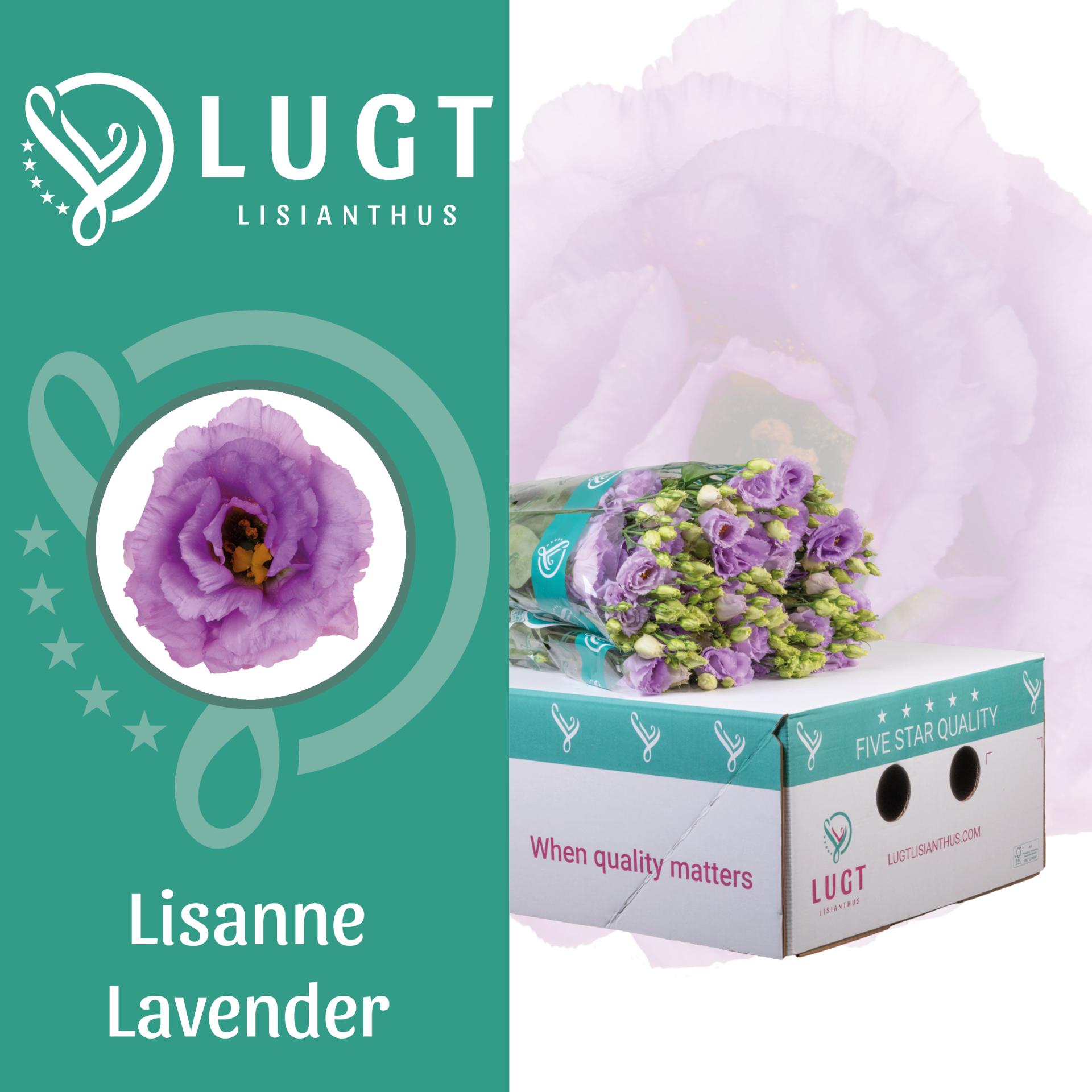 Срезанные цветы оптом Lisianthus do lisanne deep lavender от 140шт из Голландии с доставкой по России