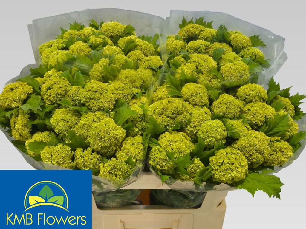 Срезанные цветы оптом Viburnum roseum outdoor от 40шт из Голландии с доставкой по России