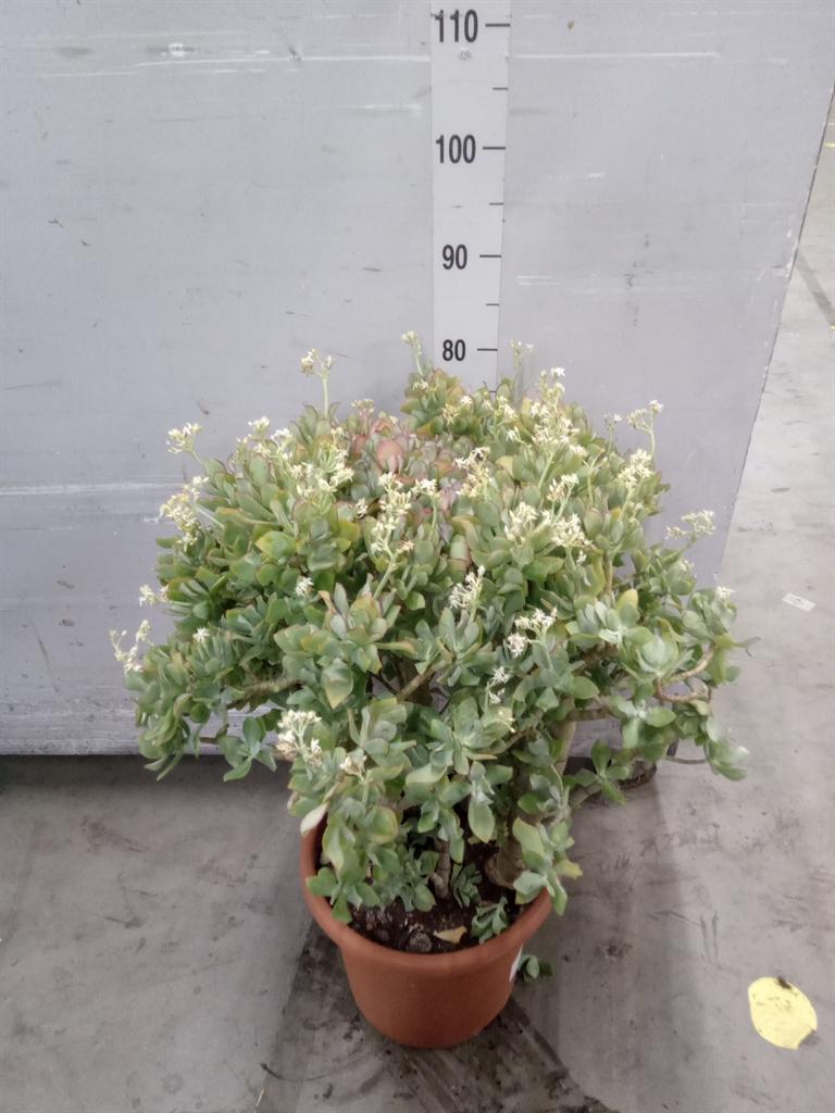 Горшечные цветы и растения оптом Crassula Arborescens от 1шт из Голландии с доставкой по России