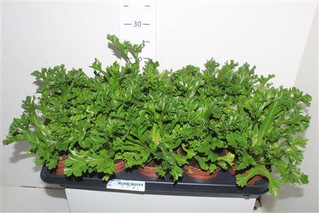 Горшечные цветы и растения оптом Asple Ant Leslie от 10шт из Голландии с доставкой по России