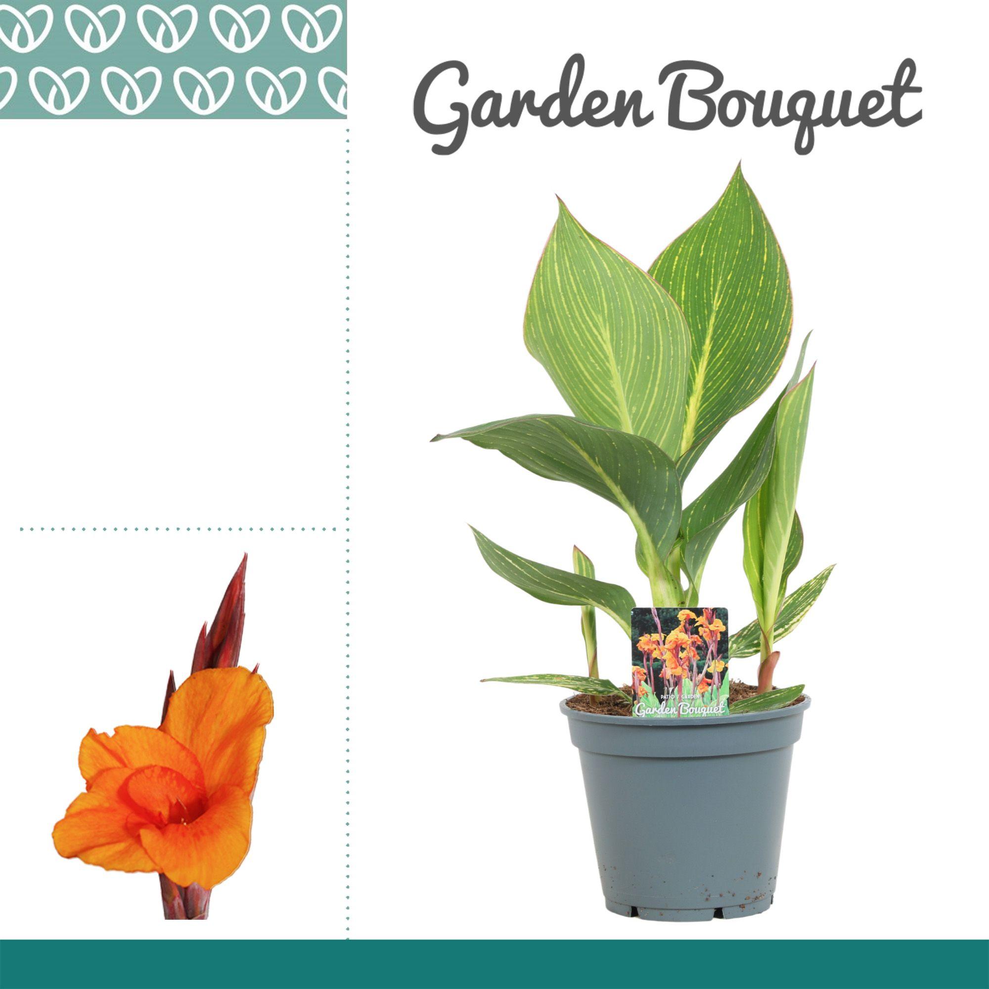 Горшечные цветы и растения оптом Canna Pretoria No Flower от 6шт из Голландии с доставкой по России