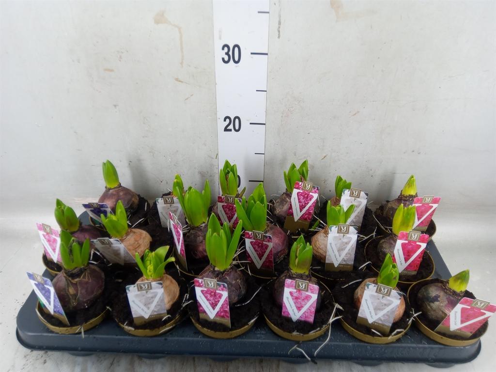 Горшечные цветы и растения оптом Hyacinthus Orie.   ...mix 5 от 18шт (для телеги) из Голландии с доставкой по России