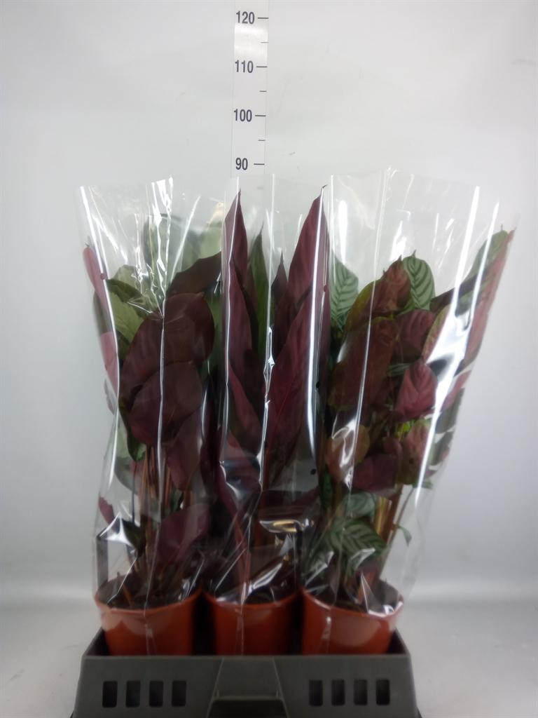 Горшечные цветы и растения оптом Calathea   ...mix от 6шт из Голландии с доставкой по России