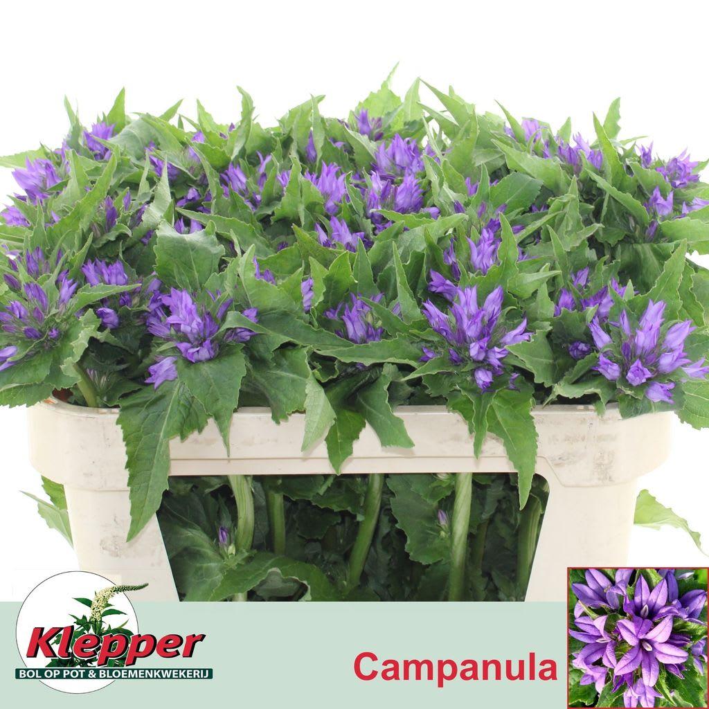 Срезанные цветы оптом Campanula glom anouska от 60шт из Голландии с доставкой по России