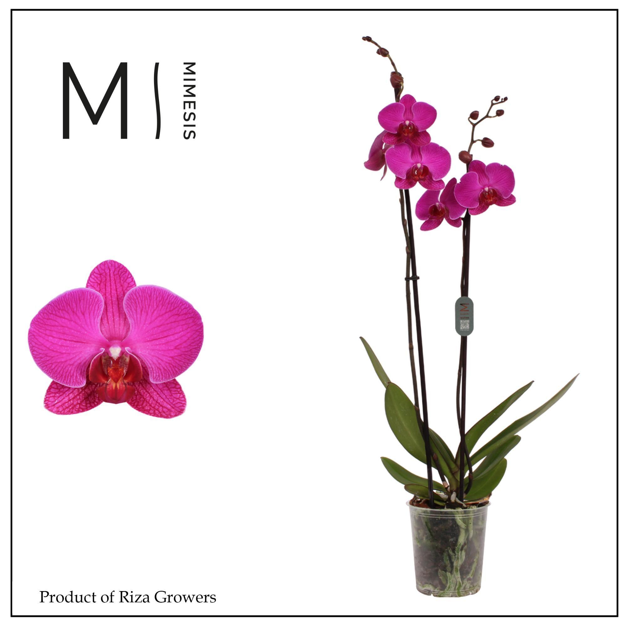 Горшечные цветы и растения оптом Phalaenopsis Mulberry Cake 2 Spike – 12cm | Mimesi от 10шт из Голландии с доставкой по России