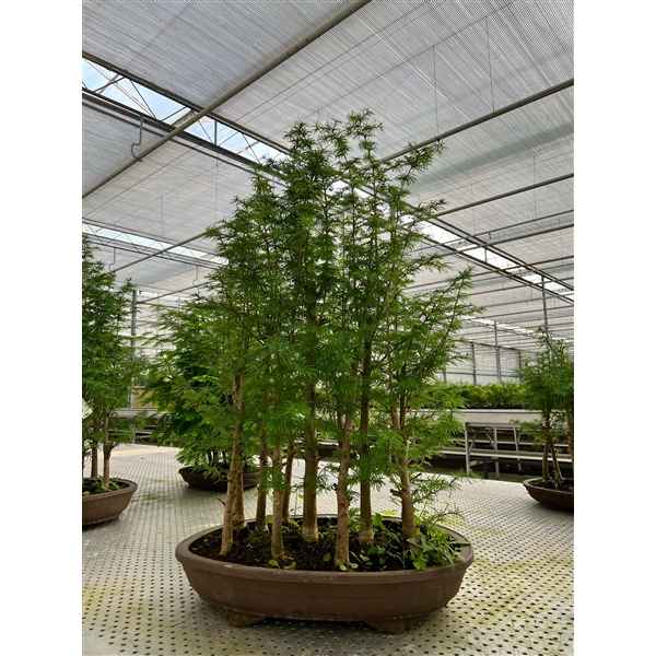 Горшечные цветы и растения оптом Bonsai Pseudolarix Groep ( Forest) от 1шт из Голландии с доставкой по России