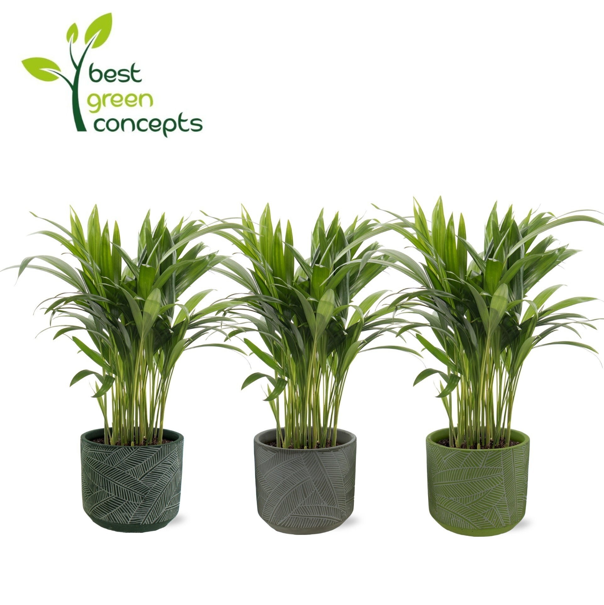 Горшечные цветы и растения оптом Dypsis Lutescens от 5шт из Голландии с доставкой по России