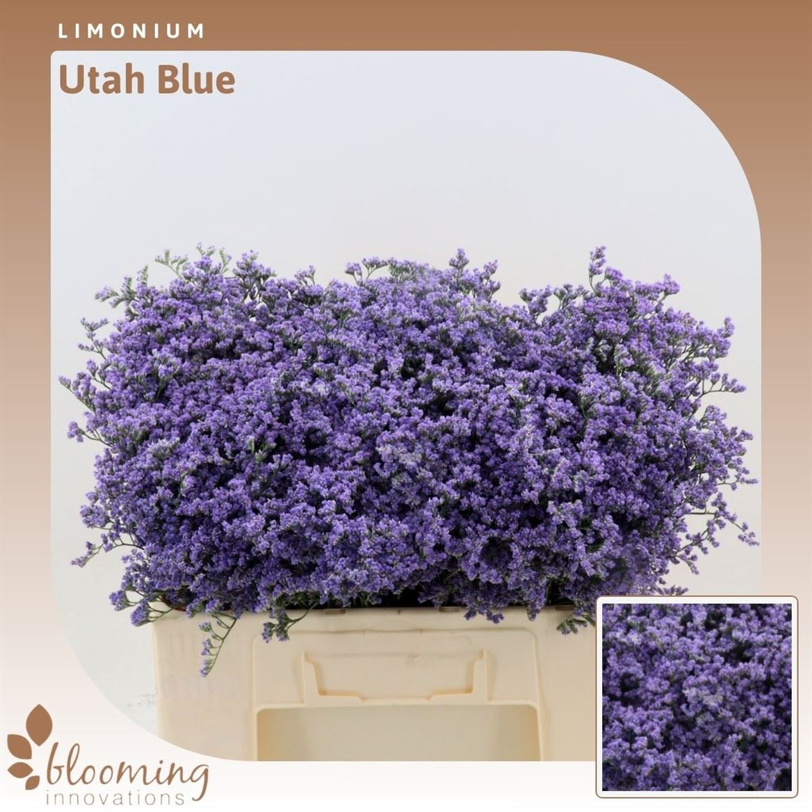 Срезанные цветы оптом Limonium utah blue от 850шт из Голландии с доставкой по России Срезанные цветы оптом Limonium utah blue от 850шт из Голландии с доставкой по России