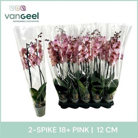 Горшечные цветы и растения оптом Phal Ov Roze 2 Branche 18+ от 10шт из Голландии с доставкой по России