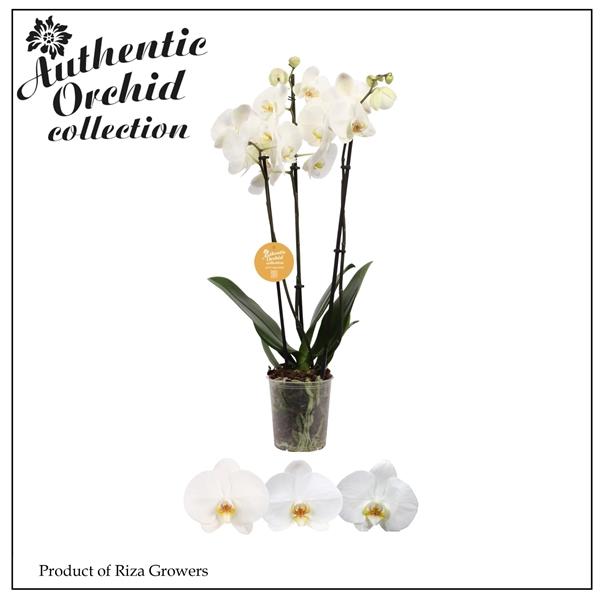 Горшечные цветы и растения оптом Phalaenopsis White 3 Spike - 12cm | Authentic от 10шт из Голландии с доставкой по России