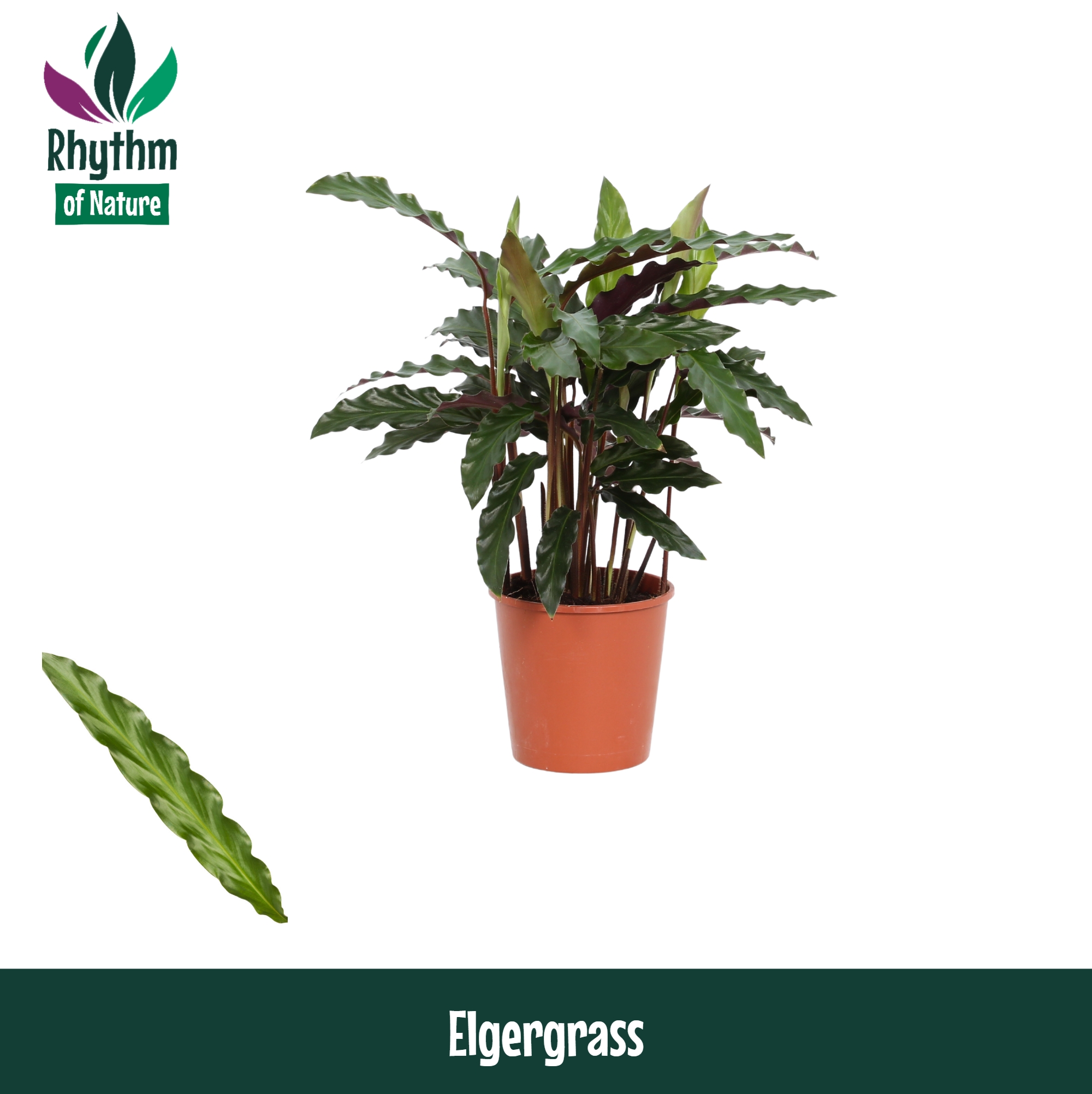 Горшечные цветы и растения оптом Calathea Elgergrass Rhythm Of Nature от 10шт из Голландии с доставкой по России