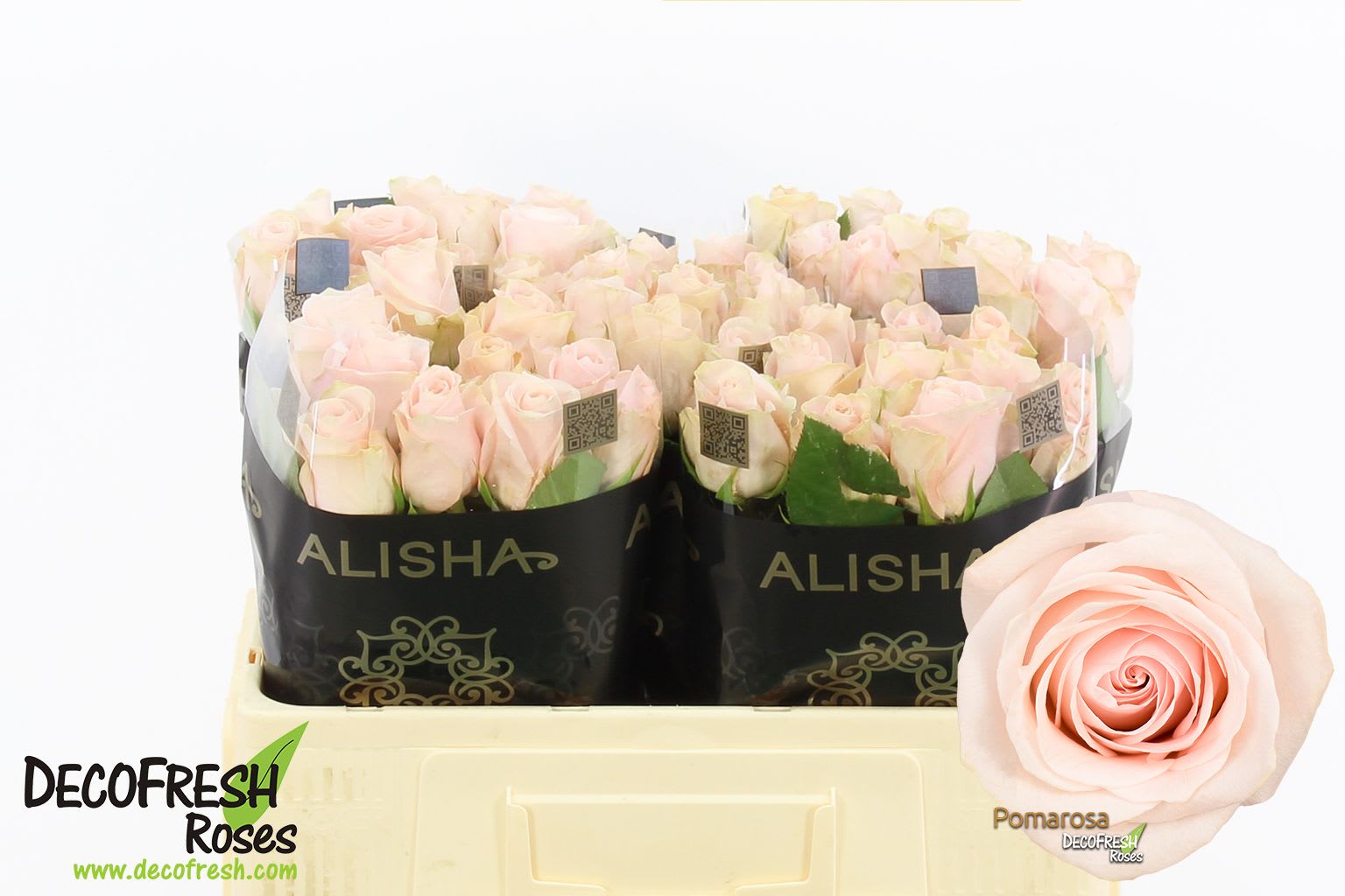 Срезанные цветы оптом Rosa large pomarosa от 50шт из Голландии с доставкой по России