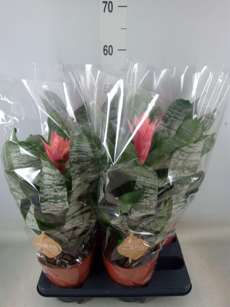 Горшечные цветы и растения оптом Aechmea   ... от 4шт из Голландии с доставкой по России