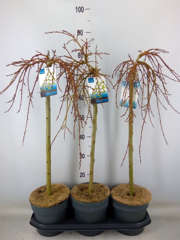 Горшечные цветы и растения оптом Salix Arbuscula от 3шт из Голландии с доставкой по России