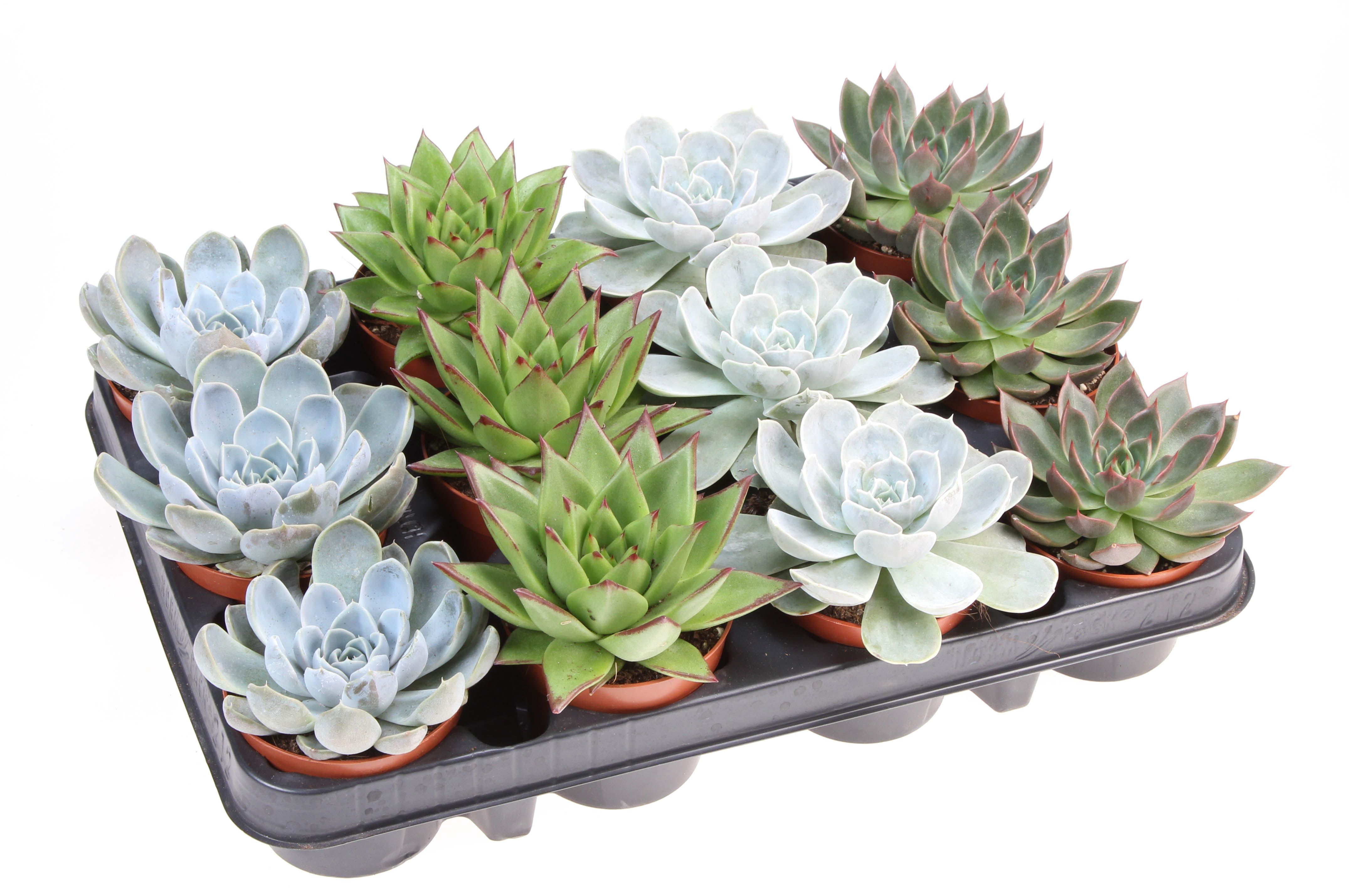 Горшечные цветы и растения оптом Echeveria Mix On Row от 12шт (для телеги) из Голландии с доставкой по России Горшечные цветы и растения оптом Echeveria Mix On Row от 12шт (для телеги) из Голландии с доставкой по России