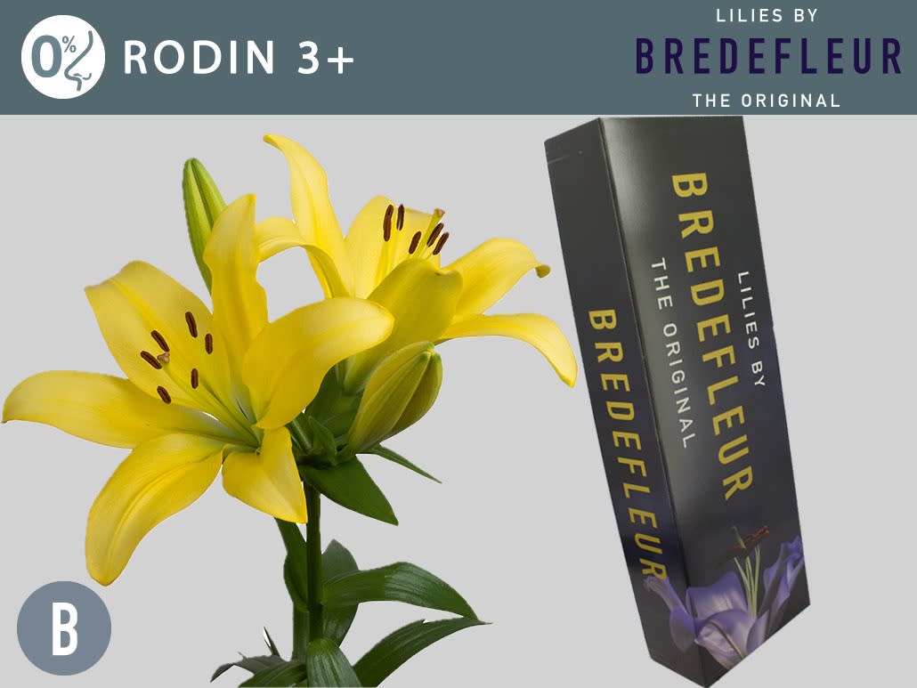 Срезанные цветы оптом Lilium la rodin от 80шт. из Голландии с доставкой по России