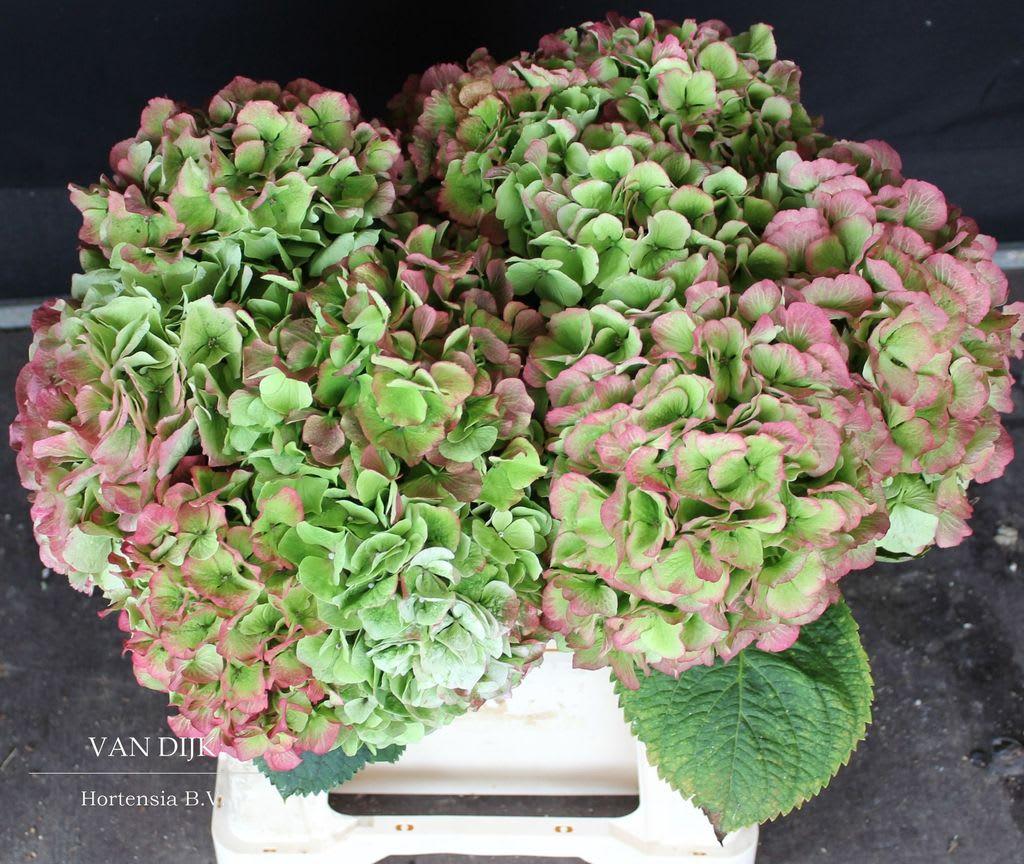 Срезанные цветы оптом Hydrangea verena classic от 10шт из Голландии с доставкой по России