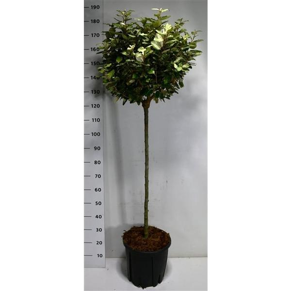 Горшечные цветы и растения оптом Elaeagnus Ebb Compacta On Stem от 1шт из Голландии с доставкой по России