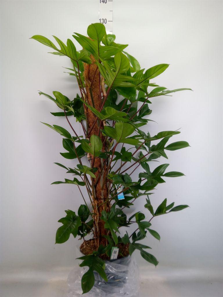 Горшечные цветы и растения оптом Philodendron Pedatum от 1шт из Голландии с доставкой по России