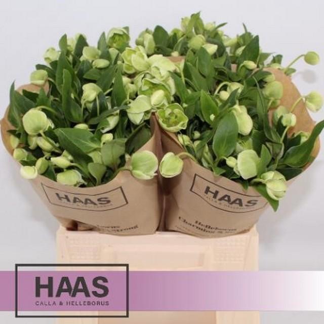 Срезанные цветы оптом Helleborus magnificent bells от 20шт из Голландии с доставкой по России